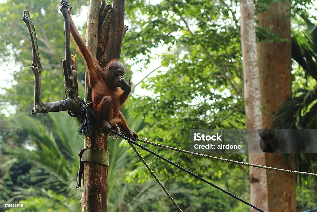 オランウータンリハビリテーションで - アジア��大陸のロイヤリティフリーストックフォト