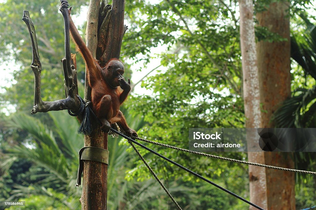 Reabilitação de Orangotango - Foto de stock de Adulto royalty-free