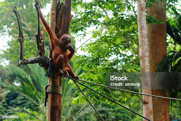 Foto de Reabilitação De Orangotango e mais fotos de stock de Adulto - Adulto, Animais Machos, Animais em Extinção