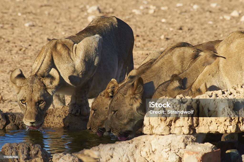 Löwen am Dalkeith - Foto stock royalty-free di Africa