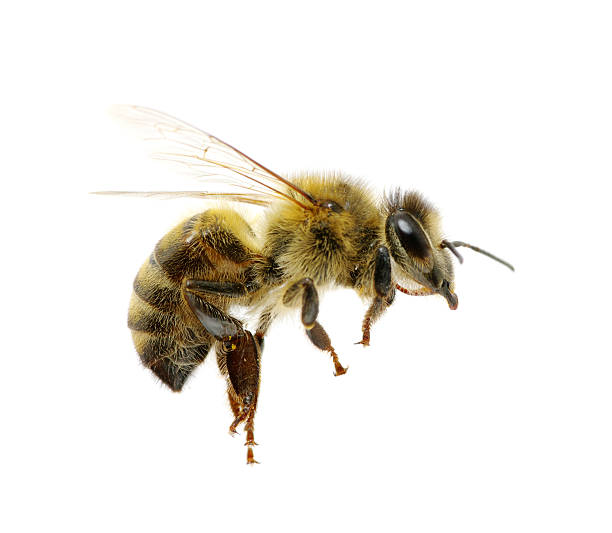 Abeja - foto de stock