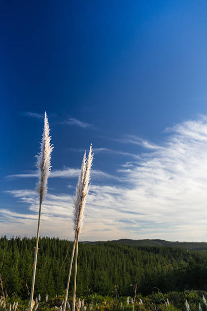 istock Toi Toi's in Riverhead Forest 178587269