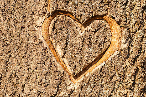 istock Heart carved in the bark of a tree 178587342
