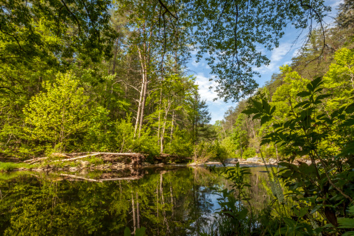 A calm and serene section of Jacks River. GA.  Trees and sky are reflected in the water.
