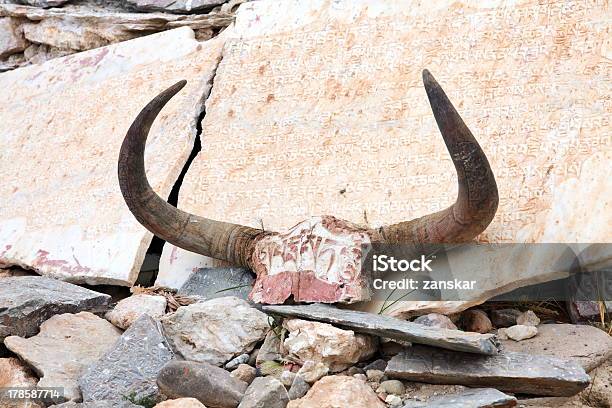 Yak Skulls Z Mnich Teksty Zobaczymy Czyja Zajawka W Tybet - zdjęcia stockowe i więcej obrazów Azja