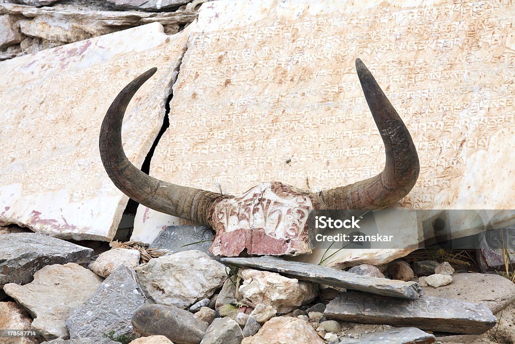 Iaque-selvagem skulls com Monges mantras no Tibete - Royalty-free Animal Foto de stock