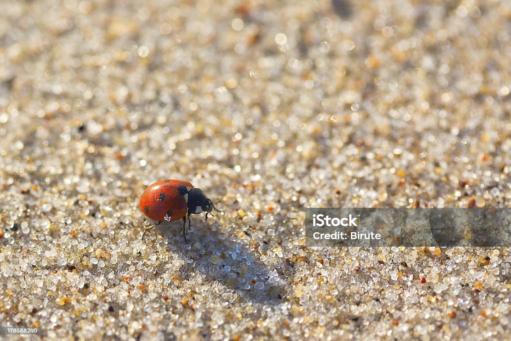 Joaninha de sete (Coccinella septempunctata) - Royalty-free Areia Foto de stock