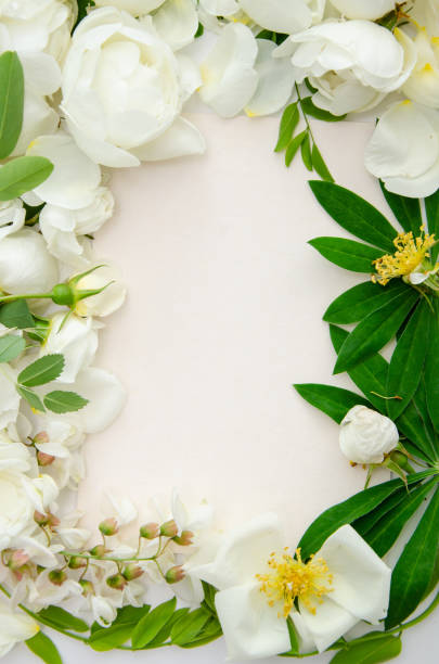 istock Delicate composition with white roses and petals with acacia flowers on white background. Wedding concept. Invitation card template 1785883337