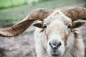 ram with horns portrait
