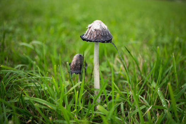 Coprinus comatus, mushroom on pasture in green grass