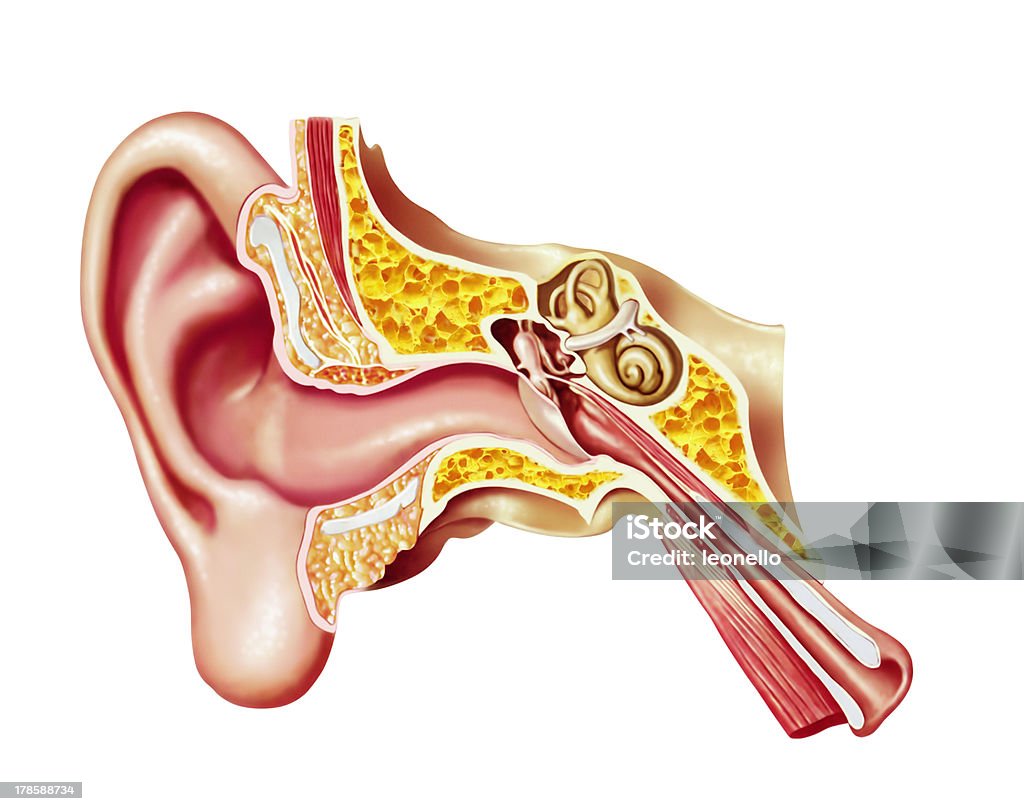 Human ear cutaway diagram. Anatomy illustration. Human ear cutaway diagram; anatomy illustration. Ear Stock Photo