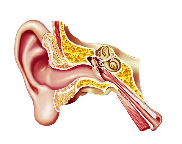 Photo of Human ear cutaway diagram. Anatomy illustration.