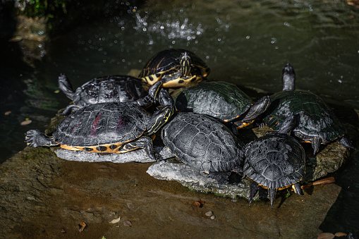 istock Several black-yellow turtles bask in the sun in the middle of the fountain 1785888991
