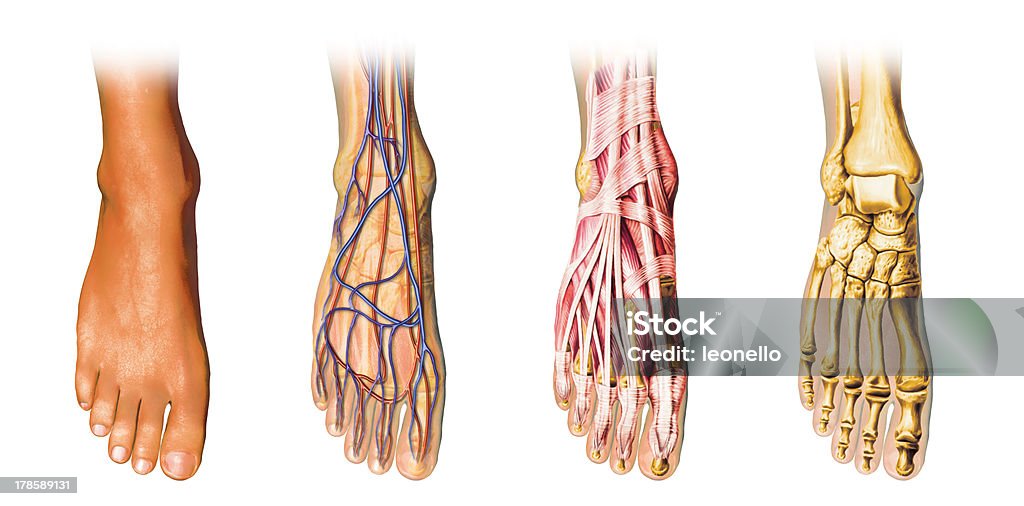 Pie humano anatomía de unión (cutaway) representación, trazado de recorte incluido. - Foto de stock de Anatomía libre de derechos