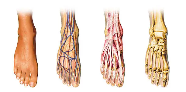"Human foot anatomy cutaway representation, showing skin, veins and arterias, muscles, bones. With clipping path included."