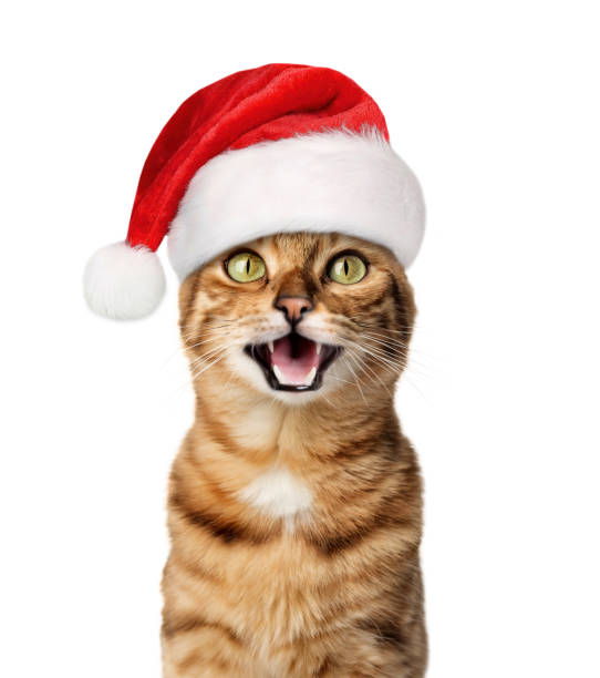 istock A joyful cat in a Santa hat smiles. 1785891694