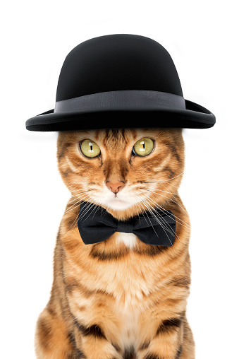 The cat is wearing a hat and a bow tie. He looks like a gentleman. White background.