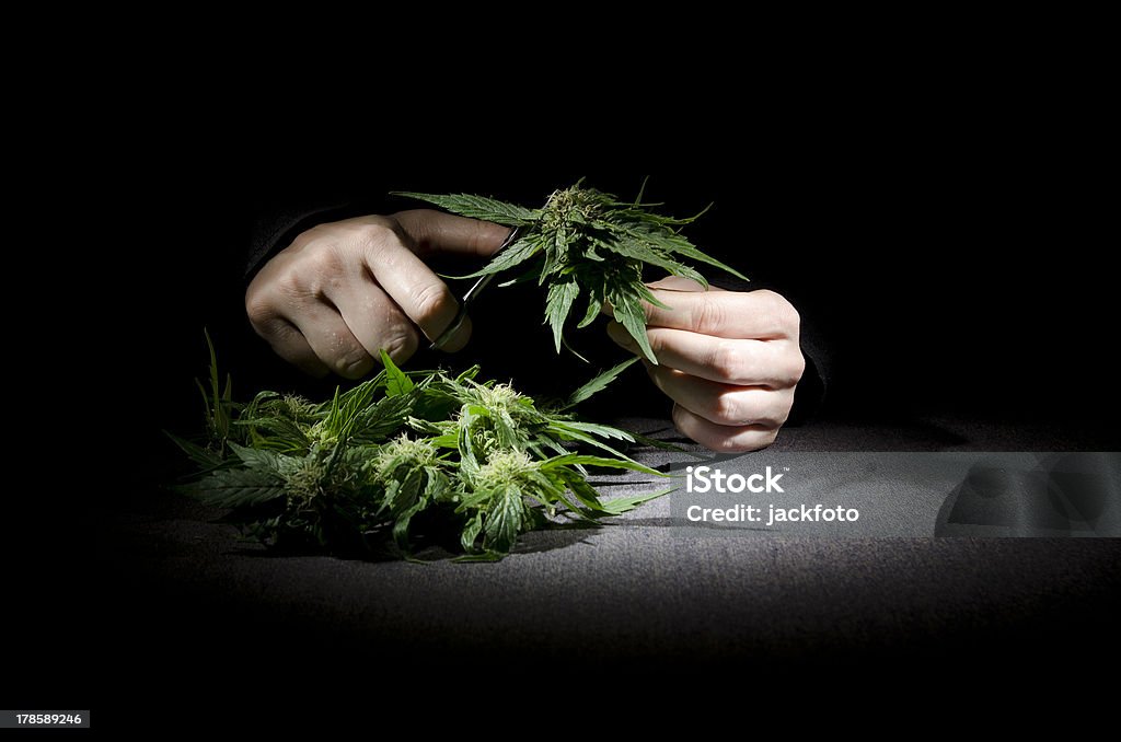 Cannabis papilles - Photo de Bouton de fleur libre de droits