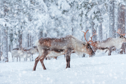 Reindeer under snowfall in the snowy forest, finnish lapland, Finland