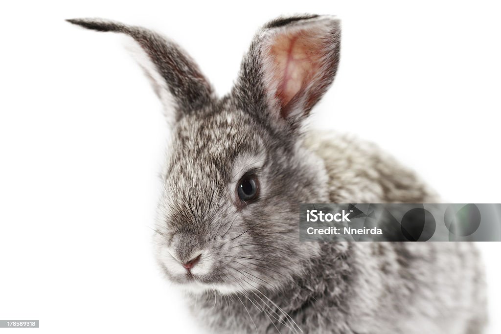 Gray rabbit Gray rabbit bunny isolated on white background Animal Stock Photo