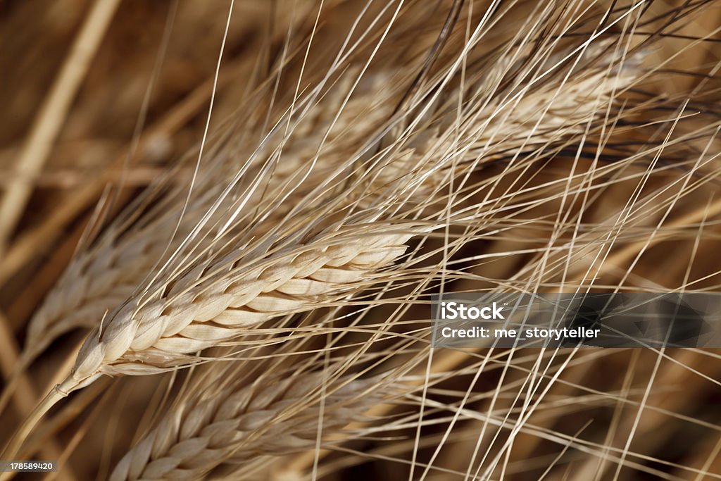 Wheat Field Grain growing in a farm field over bright sun. Agriculture Stock Photo