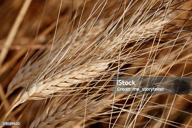 Wheat Field Stock Photo - Download Image Now - Agriculture, Celebration, Cereal Plant