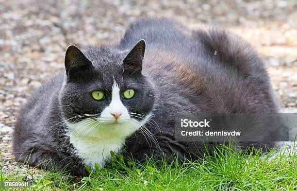 Gato Obeso - Fotografias de stock e mais imagens de Animal - Animal, Animal Doméstico, Animal de Estimação