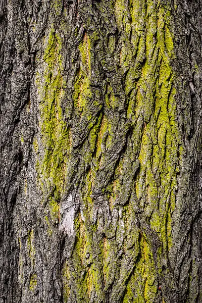 closeup of old bark background.