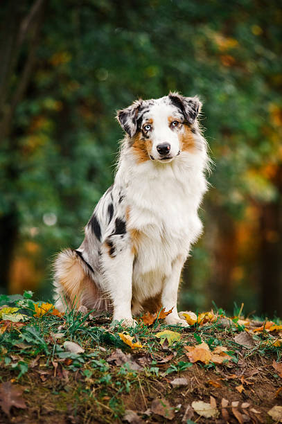 istock young merle Australian shepherd portrait in autumn 178589799