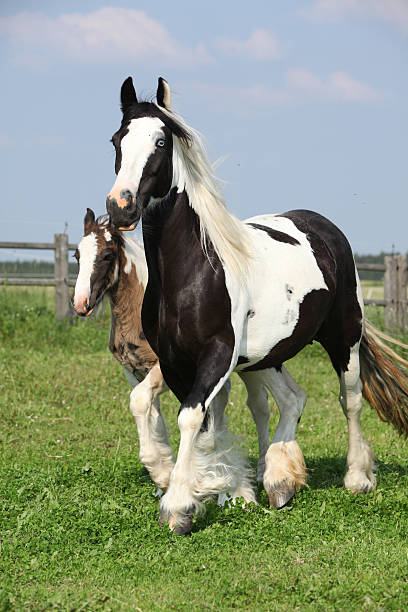 istock Nice irish cob mare with foal on pasturage 178589849