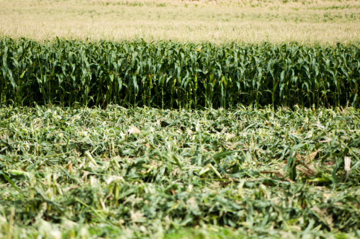 Harvested green corn plantation