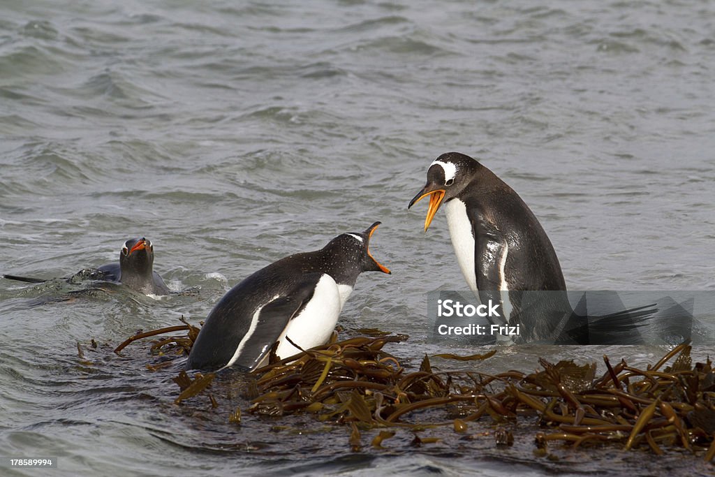 Gentoo Penguins fighting Animal Stock Photo