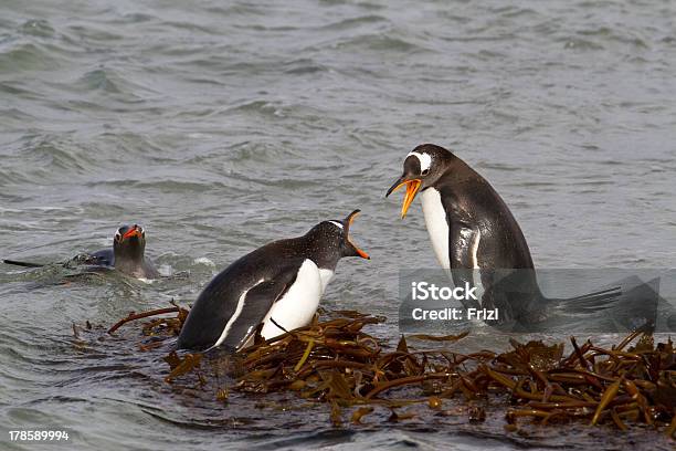 Gentoo Penguins Fighting Stock Photo - Download Image Now - Animal, Animal Themes, Animal Wildlife