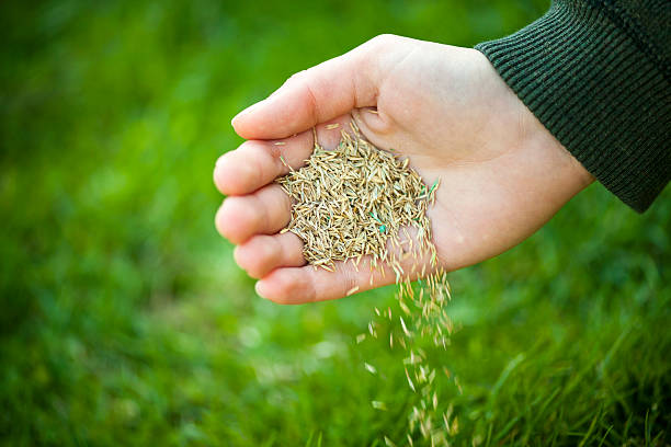 A hand pouring grass seeds to the ground Hand planting grass seed for overseeding green lawn care sowing photos stock pictures, royalty-free photos & images