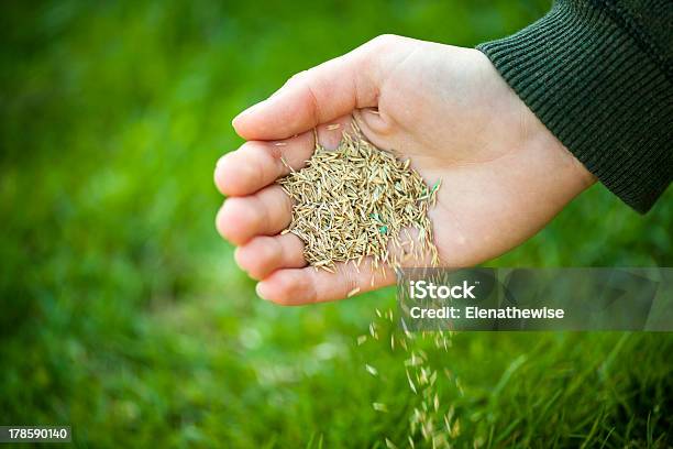 A Hand Pouring Grass Seeds To The Ground Stock Photo - Download Image Now - Seed, Grass, Lawn