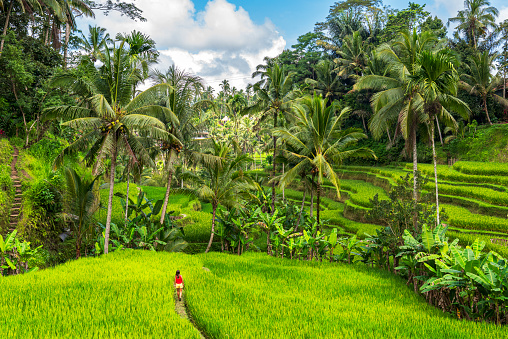 Rear view of a solo traveler, young beautiful woman, walking among rice terraces and tropical forest with palms in Ubud, Gianyar regency, Bali, Indonesia