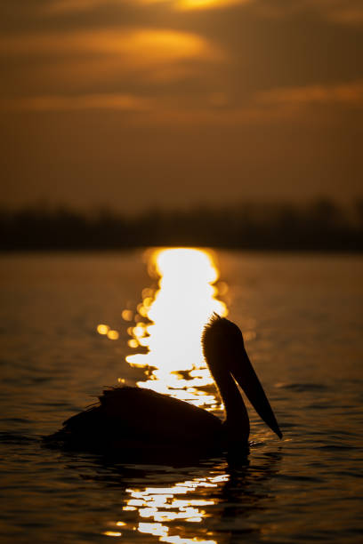 istock Dalmatian pelican silhouetted by sun on water 1785903055