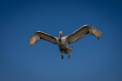 Dalmatian pelican spreading wings in blue sky