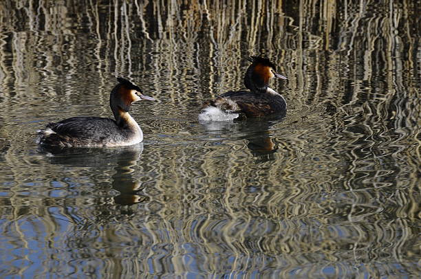 istock Couple of great crested grebes 178590705
