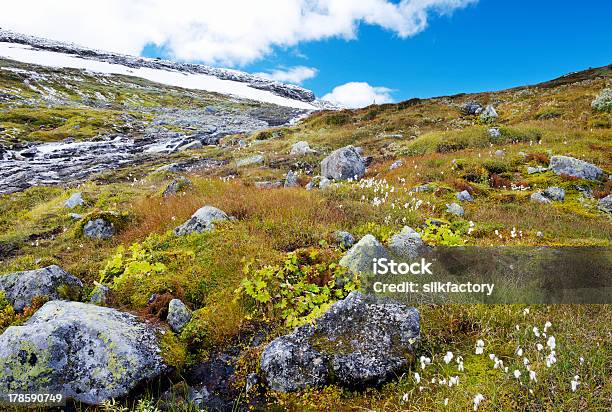 滝石cottongrass 秋の色の植物最初の雪 - コケのストックフォトや画像を多数ご用意 - コケ, シダ, スカンジナビア