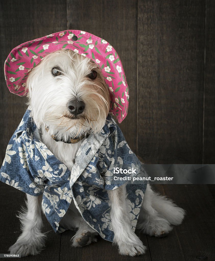 Забавный Собака в шляпе и Гавайская рубашка flower - Стоковые фото Без людей роялти-фри
