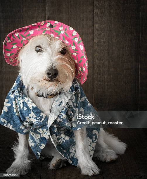 Забавный Собака В Шляпе И Гавайская Рубашка Flower — стоковые фотографии и другие картинки Без людей - Без людей, Белый, Вертикальный