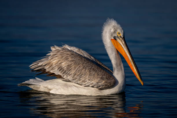 istock Dalmatian pelican swims on lake in profile 1785910603