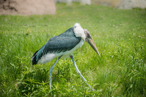 Marabou stork walking alone in the tall green grassland.