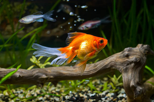 poisson rouge en aquarium - goldfish photos et images de collection