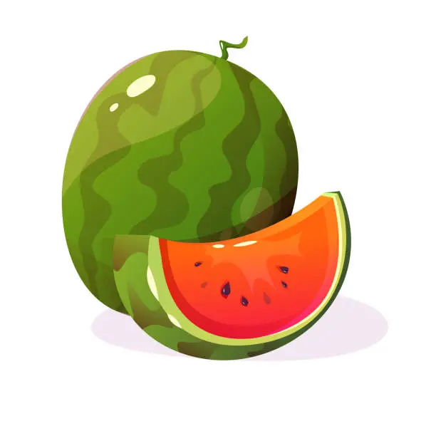 Vector illustration of Vector watermelon illustration. Cartoon juicy fruit.