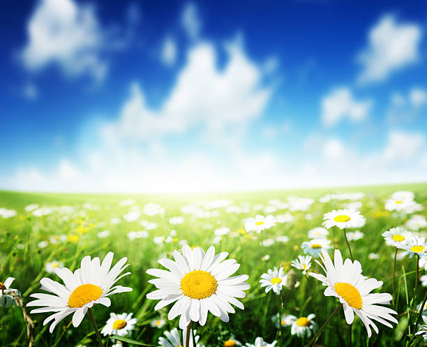 istock field of daisy flowers 178591294