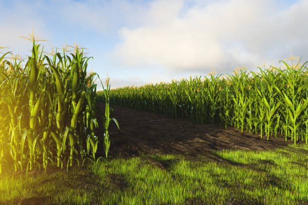 istock A corn field with tall rows of corn on both sides. Corn plant 3D 1785916349