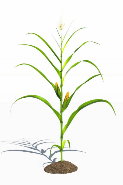 istock One corn plant with yellow cobs on a white background. Corn plant 3D on isolated background 1785916824
