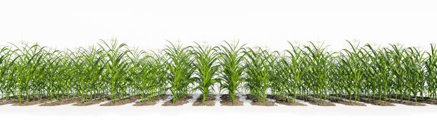 istock Many rows of corn plants with green cobs on a white background. Corn plant 3D on isolated background 1785916934